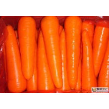 De alta calidad nuevo Crop Fresh Carrot (M grade)